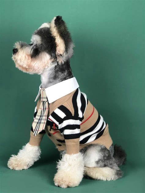 dog in burberry sweater|Burberry dog collar.